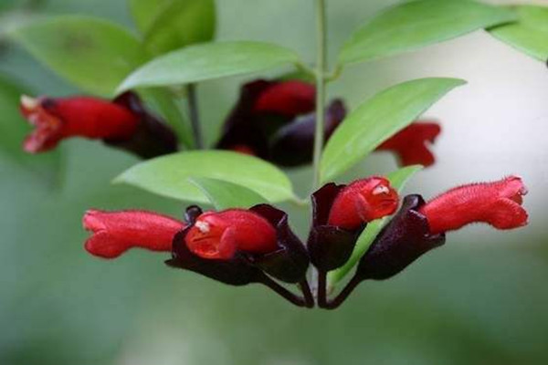 冬季口紅花掉葉子怎么辦