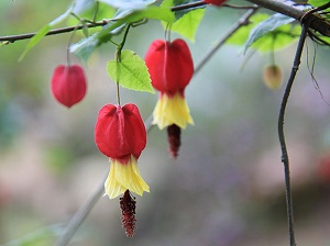 蔓性風(fēng)鈴花