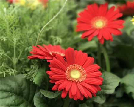 室內(nèi)常見(jiàn)觀葉類(lèi)植物噴水