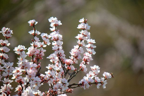 杏樹為什么只開花不結(jié)果