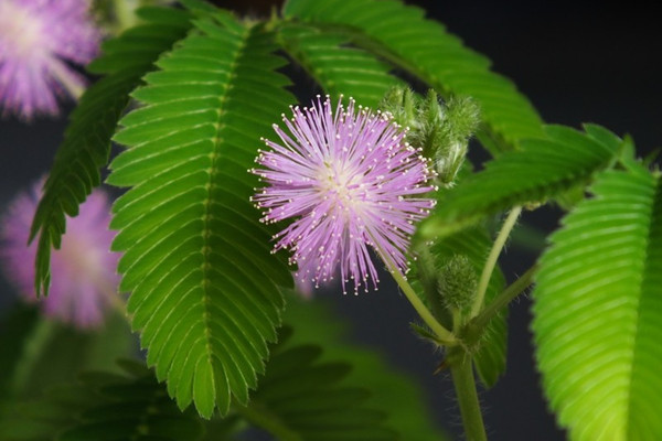 含羞草不開花怎么辦