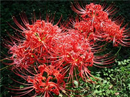 彼岸花不開(kāi)花怎么辦