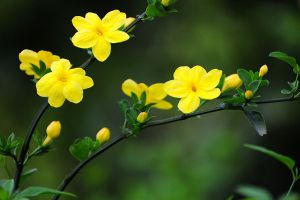 迎春花不開花怎么辦