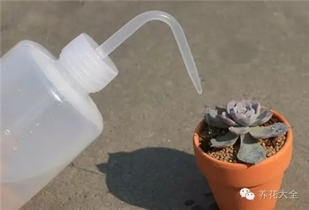 給植物根部澆少量水