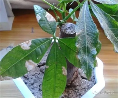 給植物根部澆少量水