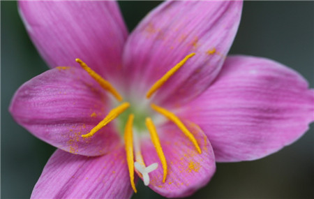 韭菜蓮怎么能多開花