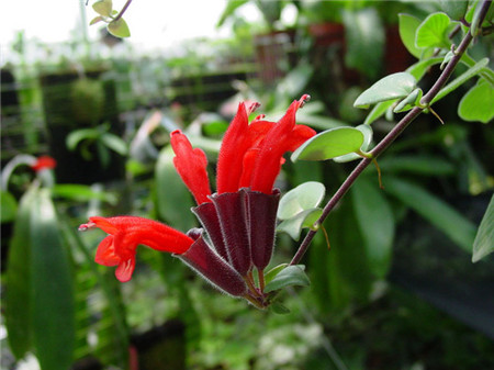 口紅花不開花的其他因素