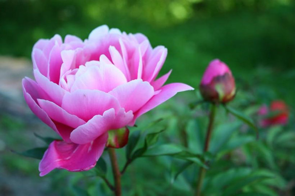 牡丹花不開(kāi)花怎么辦