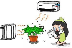 暖氣空調(diào)房，再不噴水，這些植物就干死了