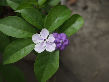 雙色茉莉什么時(shí)候開(kāi)花