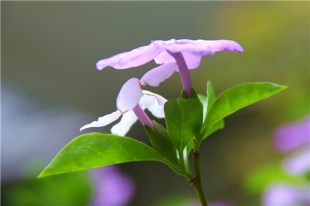 雙色茉莉不開(kāi)花原因