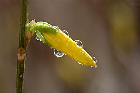 連翹只開(kāi)花不結(jié)果