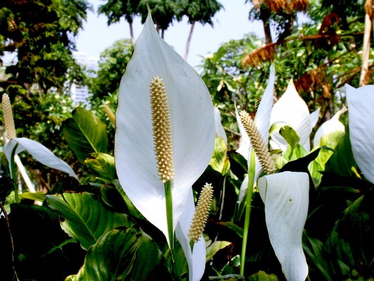 白掌促花方法