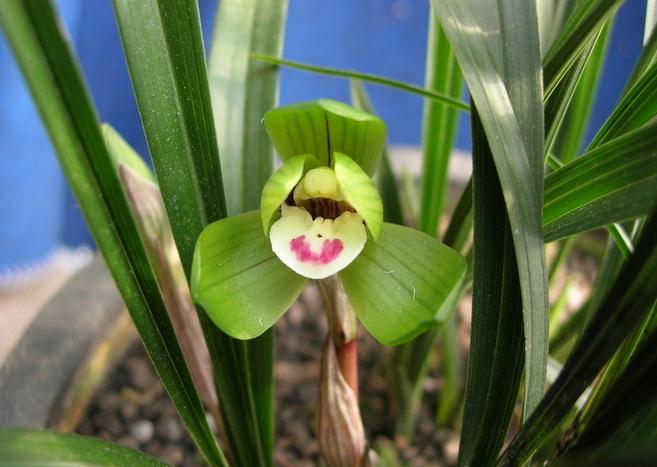 春蘭不開(kāi)花原因：光照過(guò)少