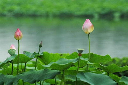 荷花不開花怎么辦