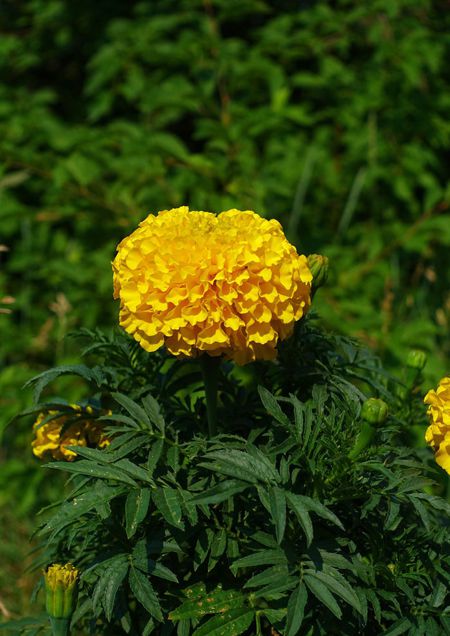 萬(wàn)壽菊開(kāi)花