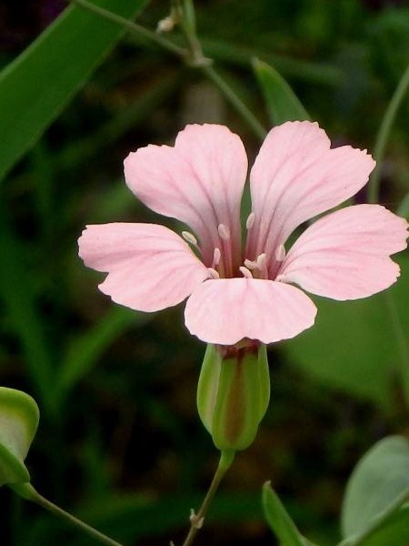 麥藍(lán)菜