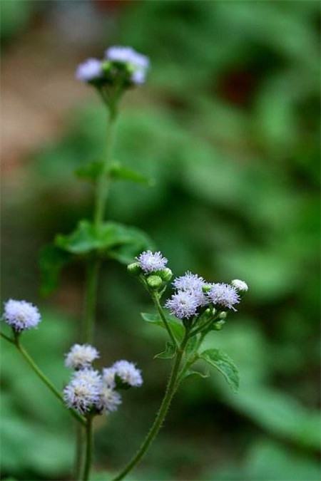 霍香薊