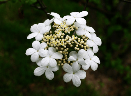 瓊花開花圖片欣賞