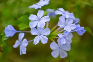 藍(lán)花丹什么時候開花 藍(lán)花丹開花圖片欣賞