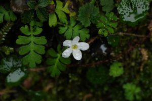 幌菊種子怎么種