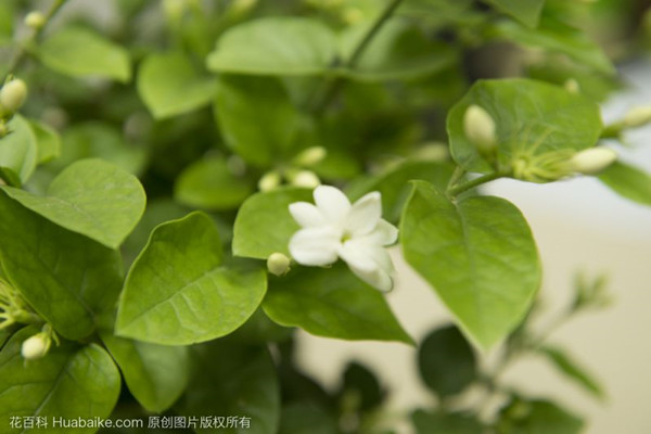 月季和茉莉，學(xué)會(huì)修剪才能長(zhǎng)得更好