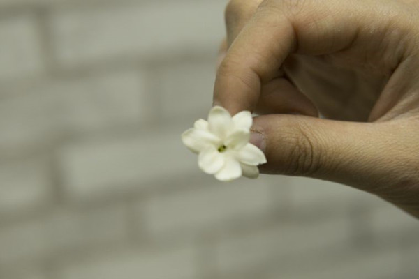 剛買回來的茉莉花掉苞，教你一招，趕緊學(xué)