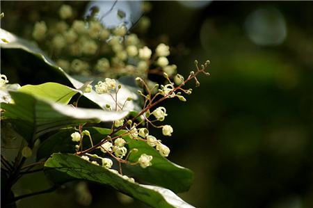 蘋(píng)婆扦插簡(jiǎn)介