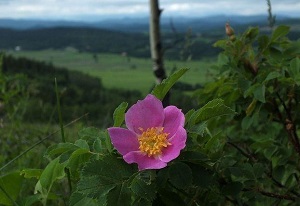 刺薔薇開花