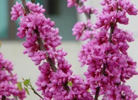 羊蹄甲開(kāi)花