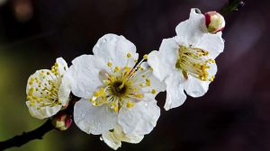 梅花的花語(yǔ)是什么