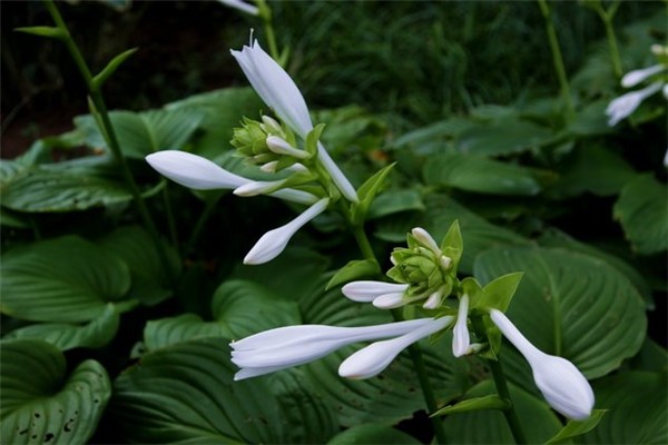 玉簪花的病蟲害及其防治