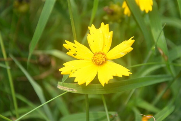 大花金雞菊常見(jiàn)蟲(chóng)害及防治方法