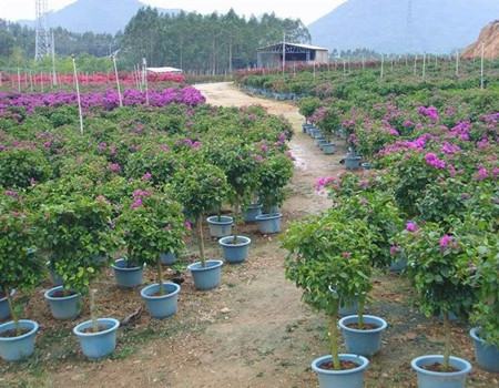 藍(lán)花楹的播種繁殖