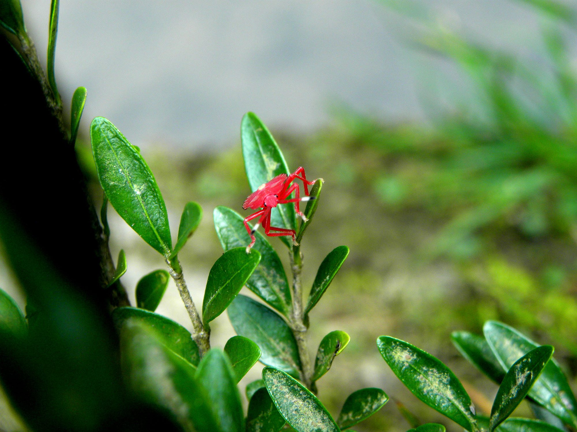 鴨腳木紅蜘蛛、薊馬