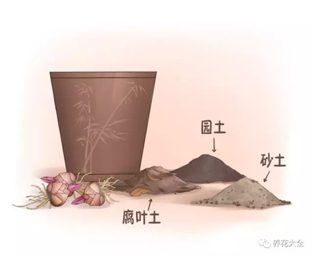 準(zhǔn)備土壤和花盆