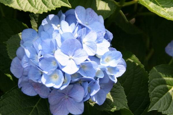 八仙花（繡球花）蟲害防治