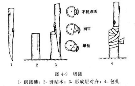 美人梅的枝接圖