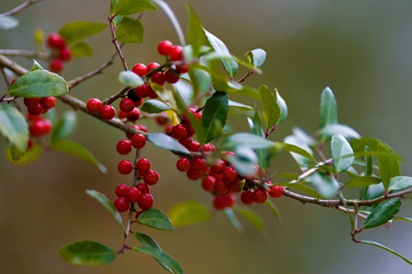 火棘怎么養(yǎng)可以多開(kāi)花結(jié)果