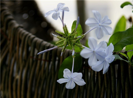 藍花丹的冬季養(yǎng)護溫度