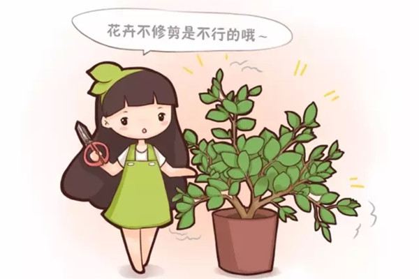 春天花卉這樣剪，2個月后花滿枝頭