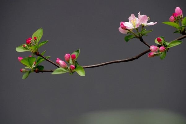 怎么讓垂枝海棠二次開花