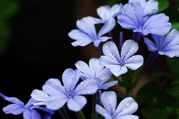 藍花丹冬季怎么養(yǎng)