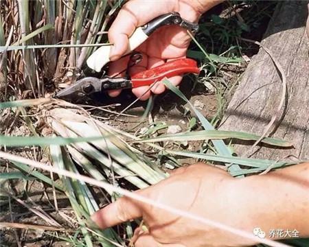 分蘗力較強(qiáng)的植物