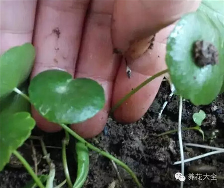 銅錢草的肥料