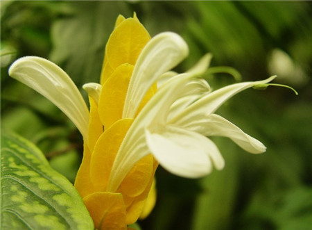 金苞花開花注意事項