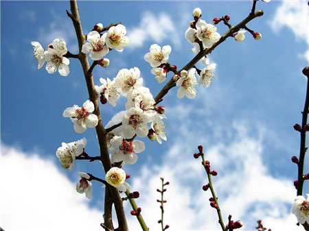 梅花整形促花