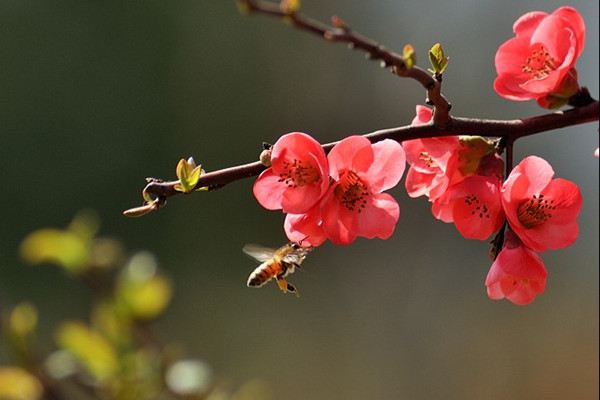 梅花早開花的技巧