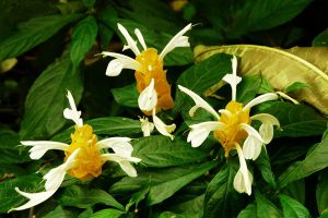 怎樣讓金苞花四季開(kāi)花