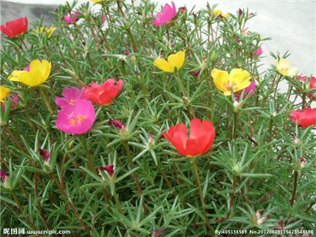 太陽(yáng)花